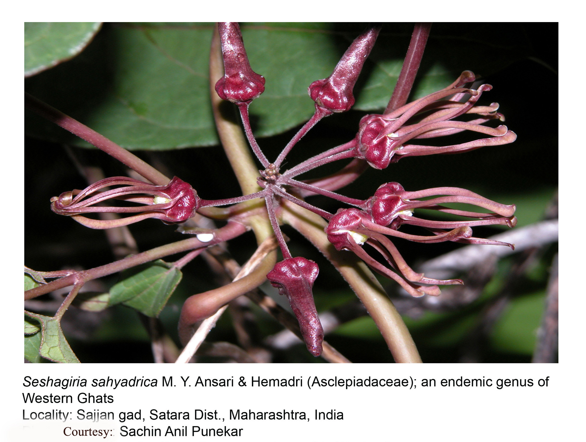 Seshagiria sahyadrica M.Y. Ansar & Hemadri